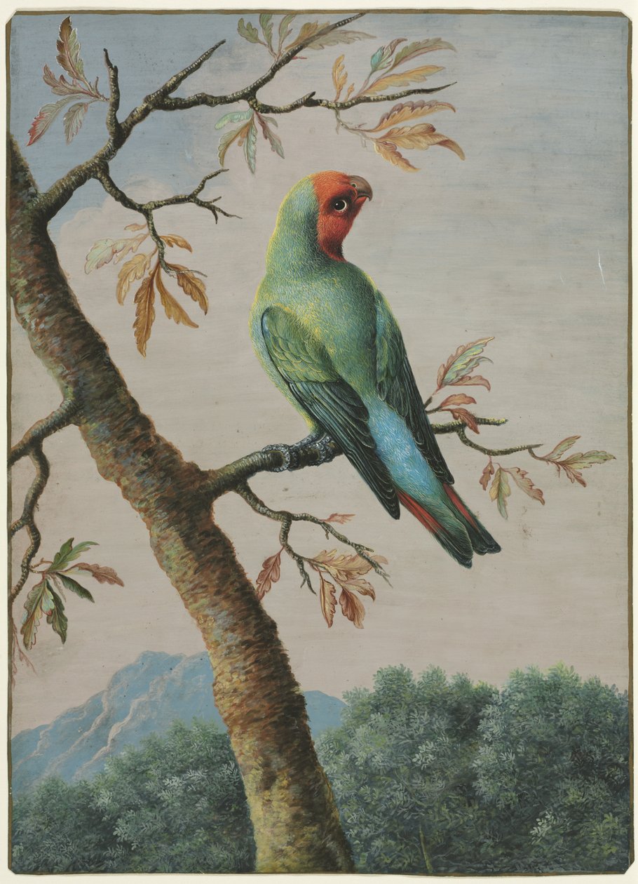 Fågelstudie. av George Edwards
