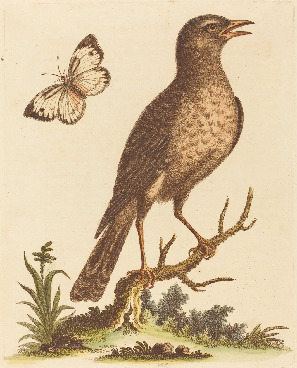 Brun fågel med en fjäril. av George Edwards