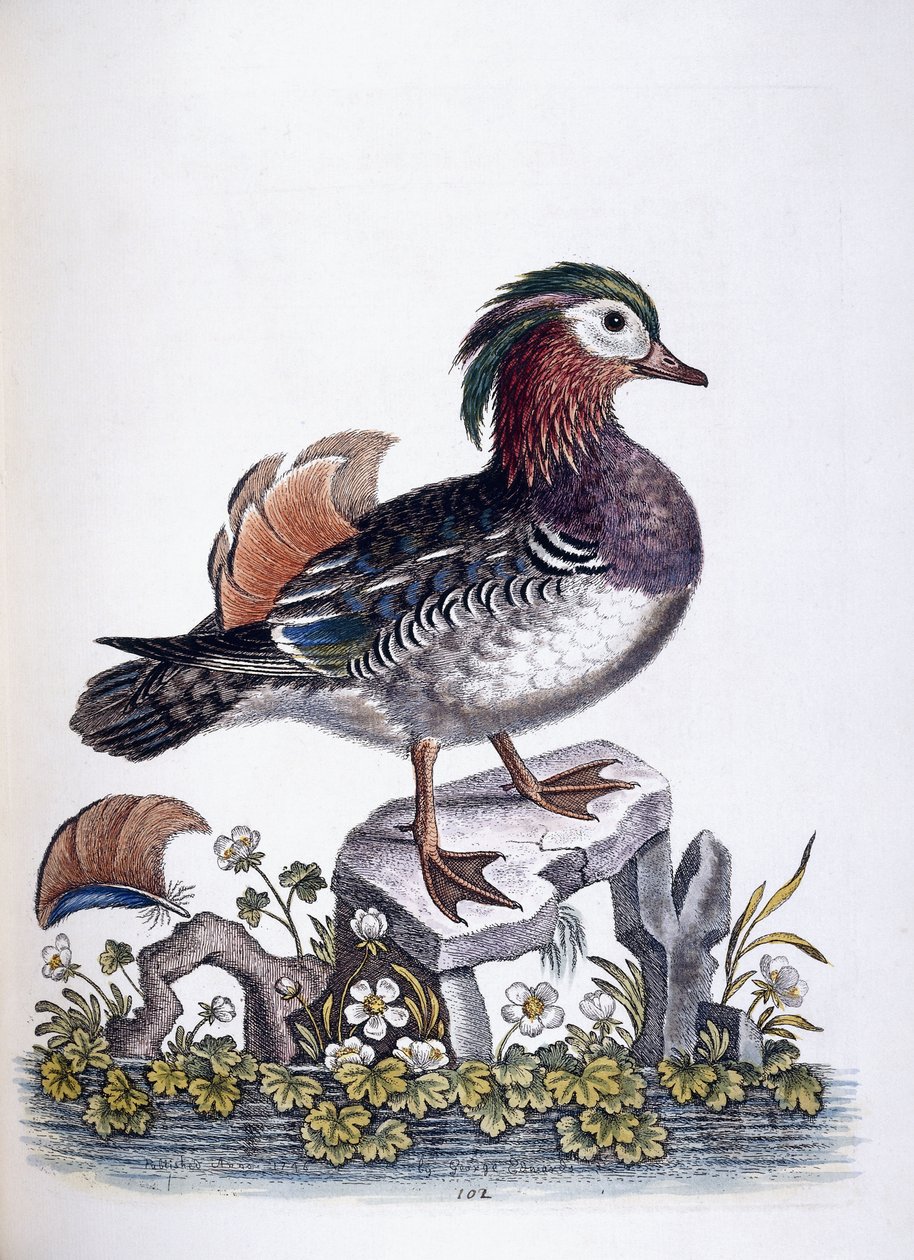 Kinesisk kricka, 1746 av George Edwards