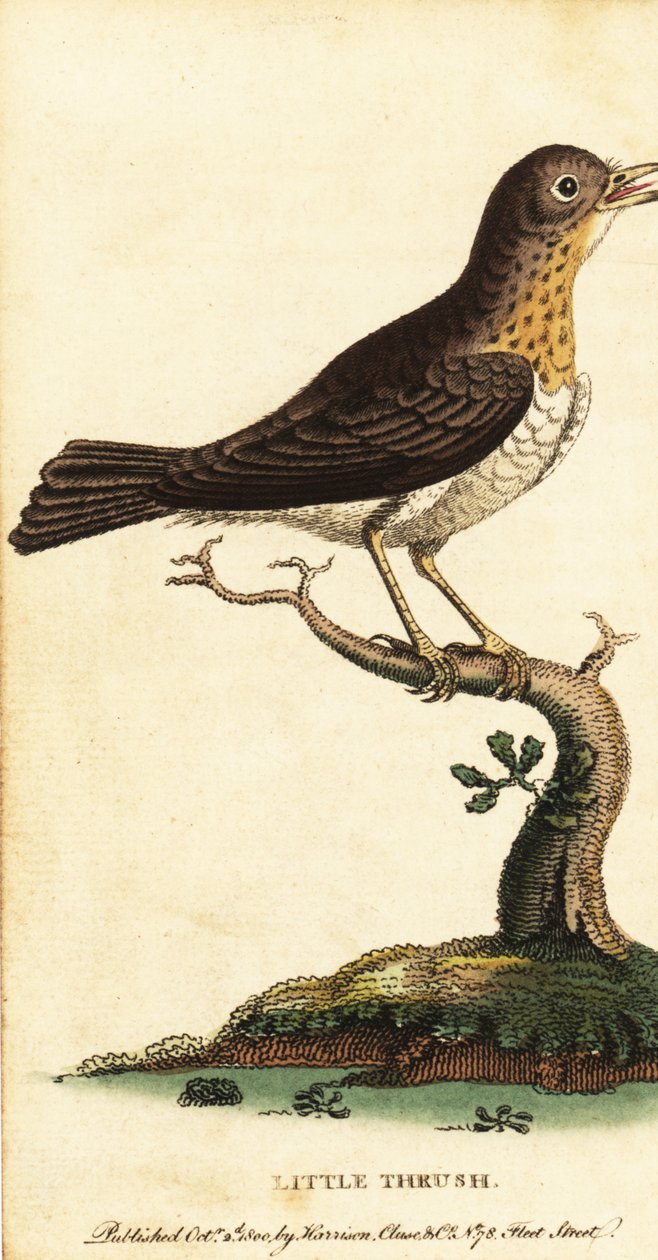 Liten trast, Turdus minor., 1800 (gravyr) av George Edwards