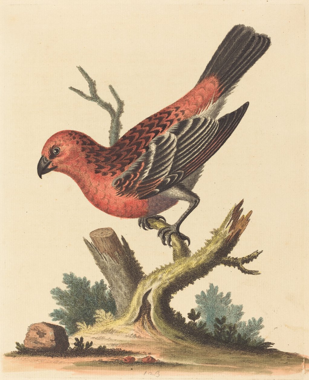 Röd och svart fågel. av George Edwards