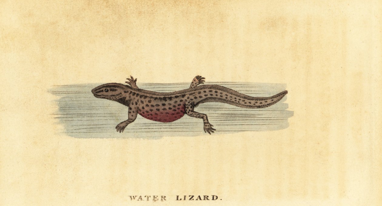 Slät vattensalamander, Lissotriton vulgaris. ,1800 (gravyr) av George Edwards