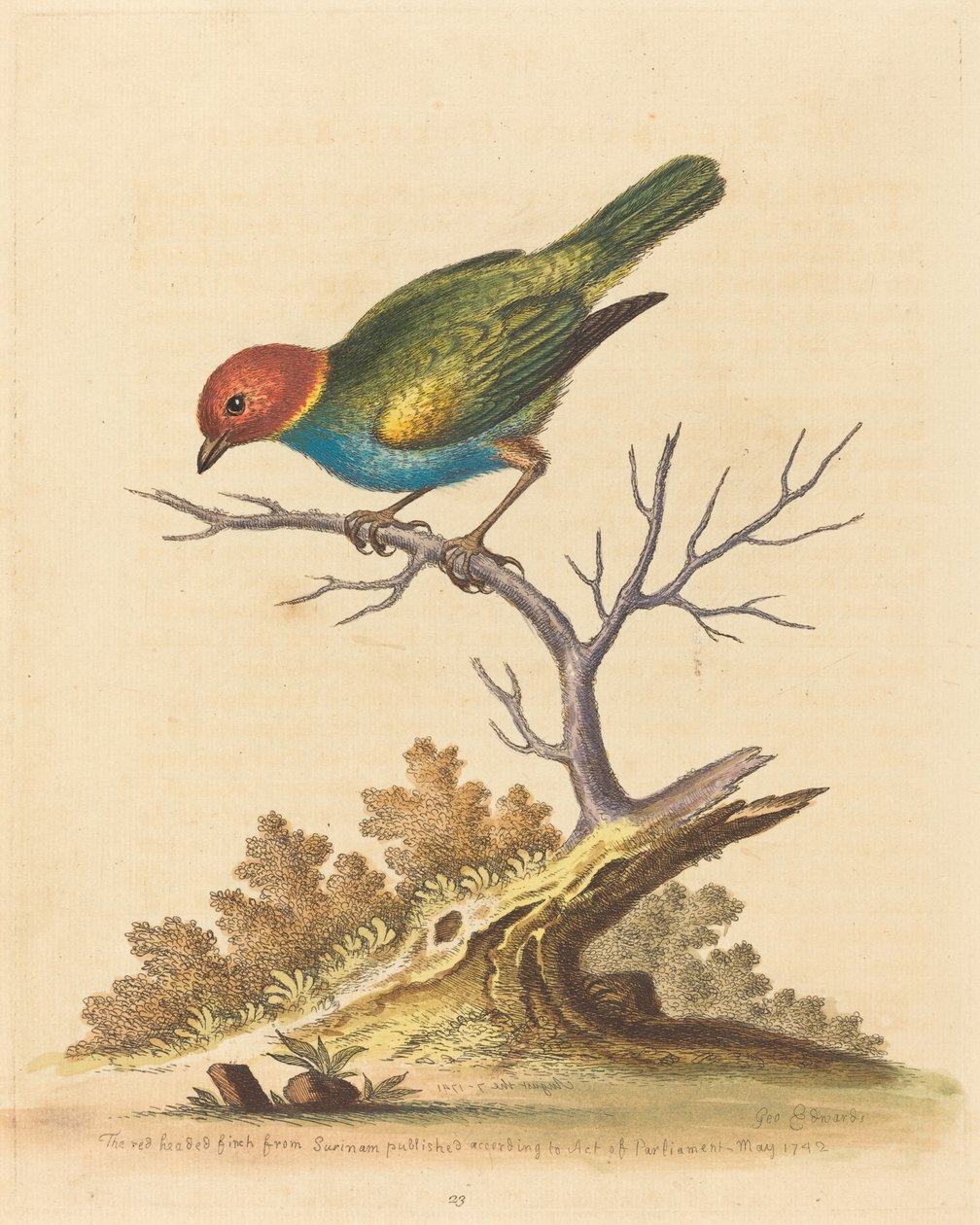 Den rödhåriga finken från Surinam, 1741. av George Edwards