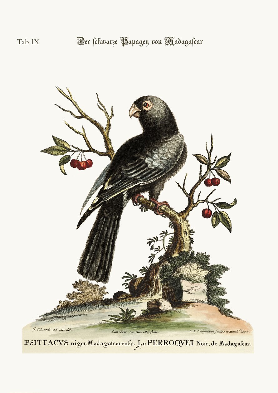 Den svarta papegojan från Madagaskar, 1749-73 av George Edwards