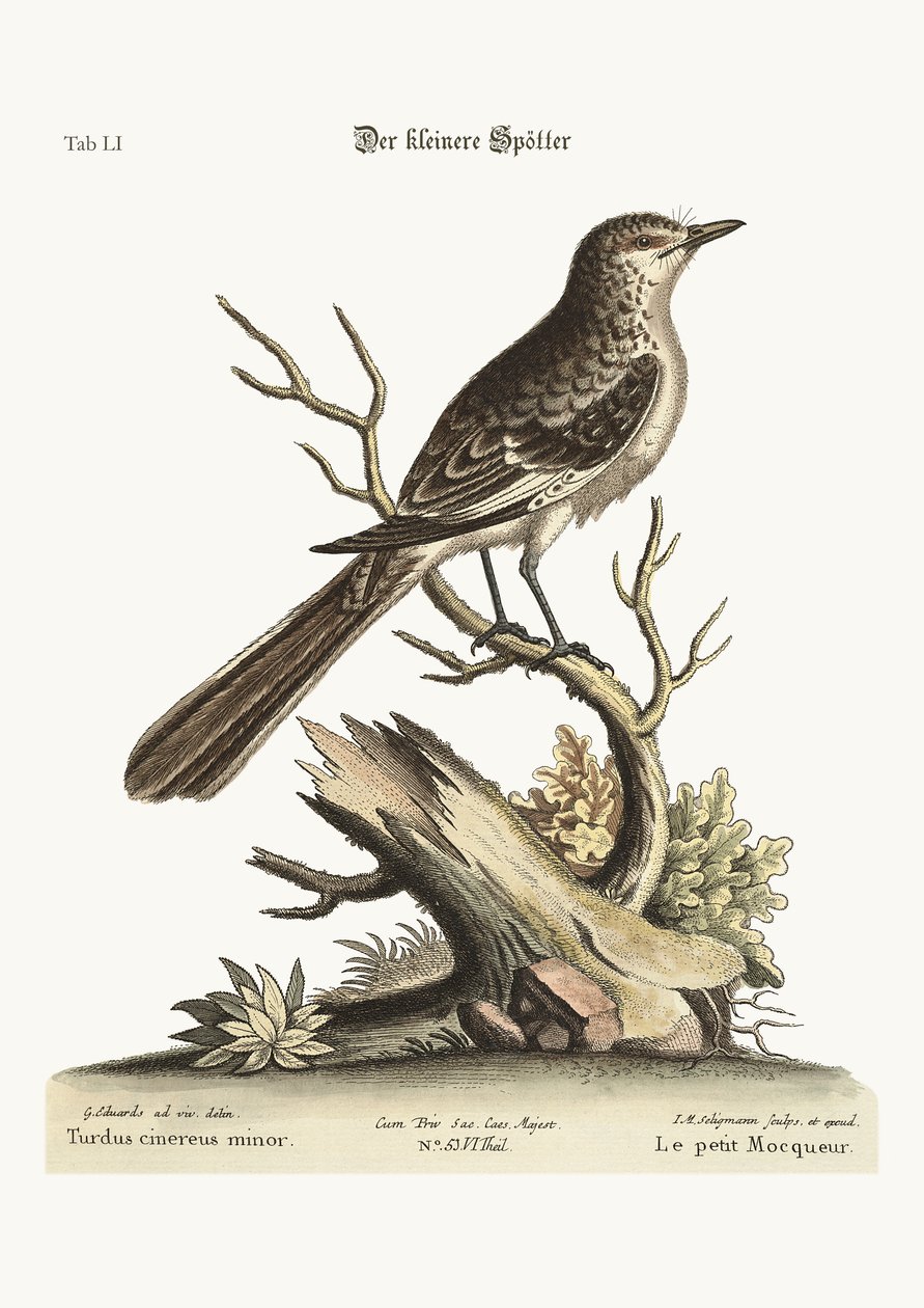 Den mindre Mock-Bird, 1749-73 av George Edwards