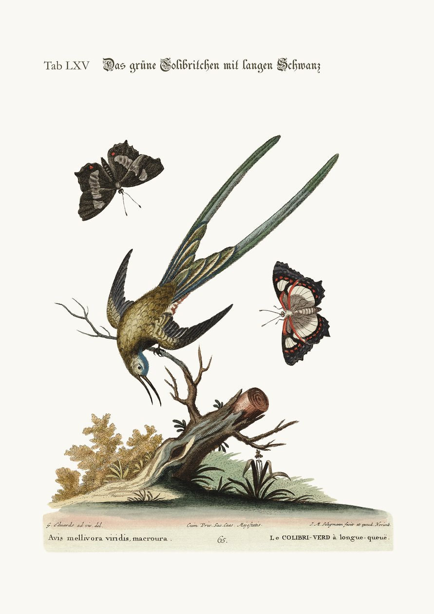 Långsvansgrön kolibri, 1749-73 av George Edwards