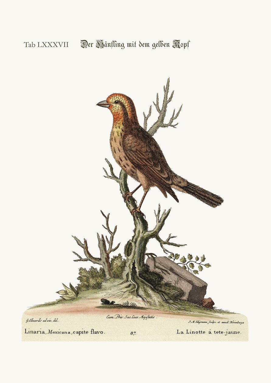 Den gulhuvade Linnet, 1749-73 av George Edwards
