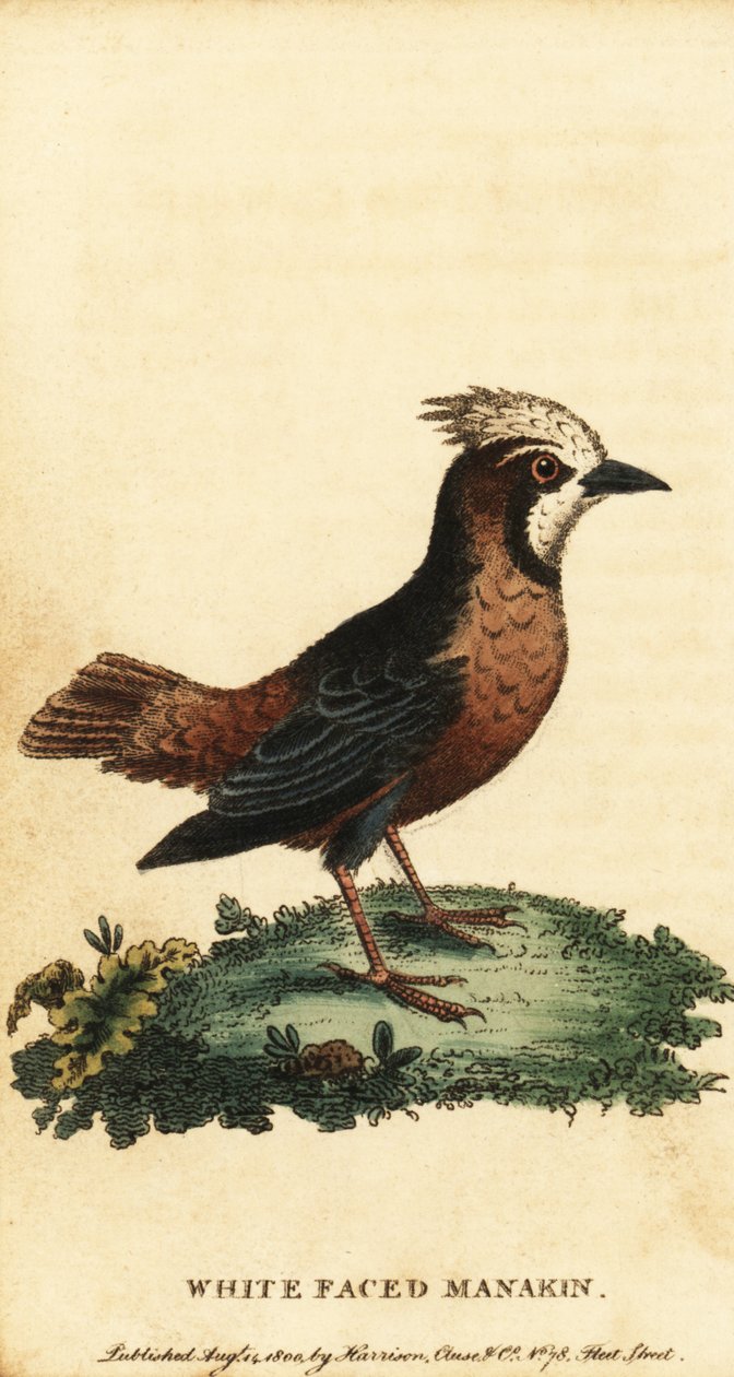 Vitplymig myrfågel, Pithys albifrons., 1800 (gravyr) av George Edwards