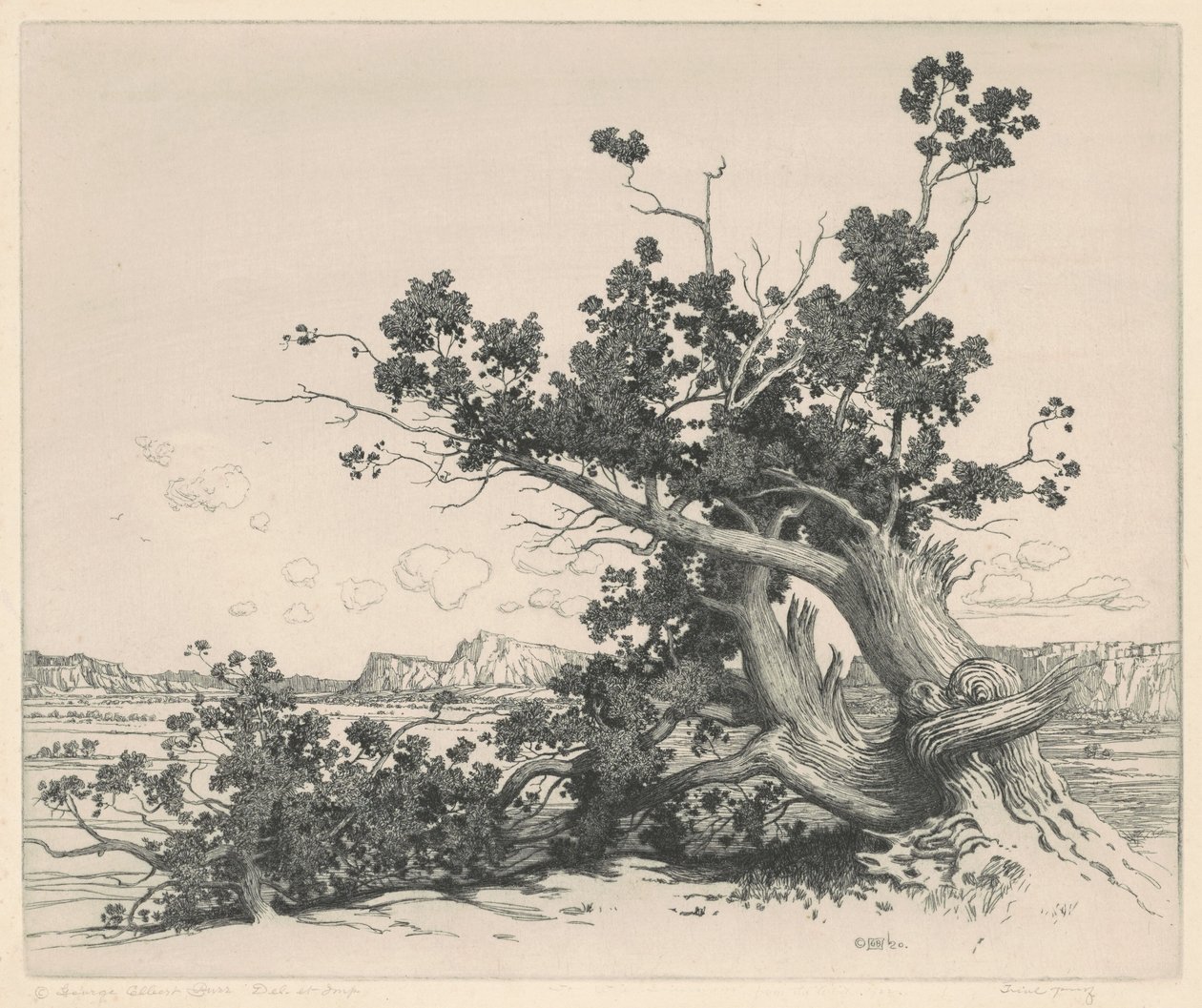 Desert Cedars, New Mexico av George Elbert Burr