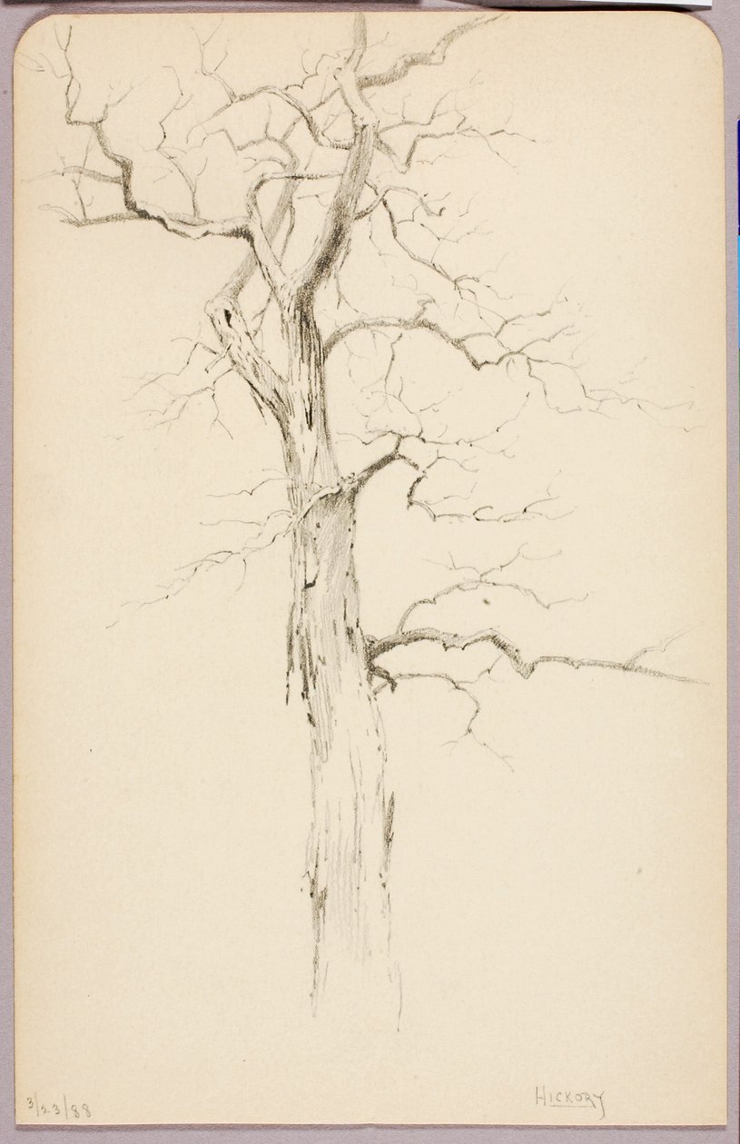 Hickory av George Elbert Burr