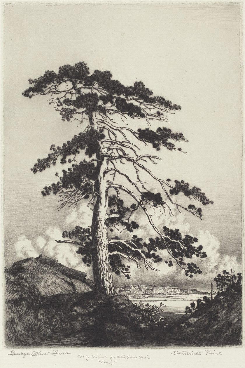 Sentinel Pine av George Elbert Burr