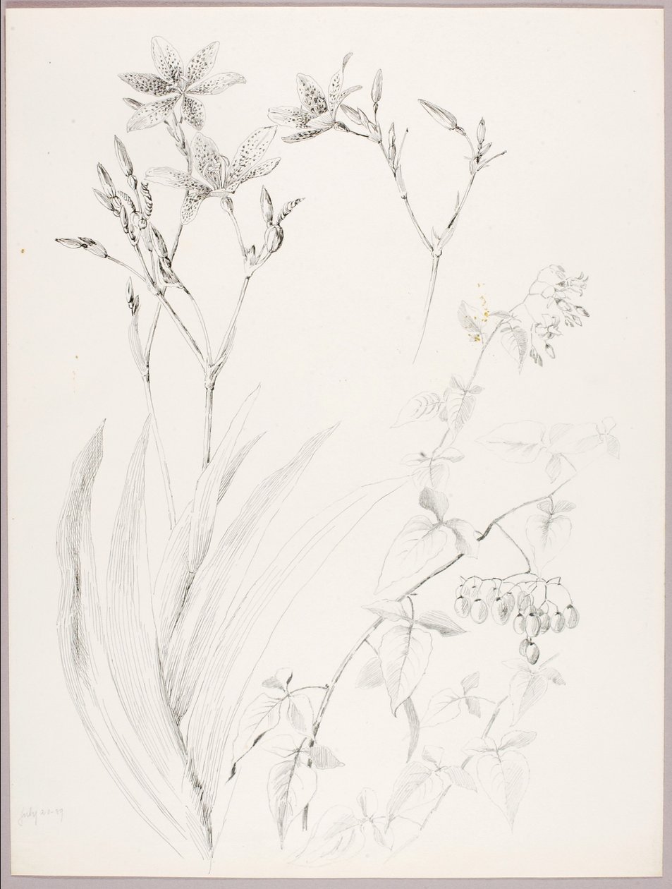 Utan titel (botanisk studie) av George Elbert Burr