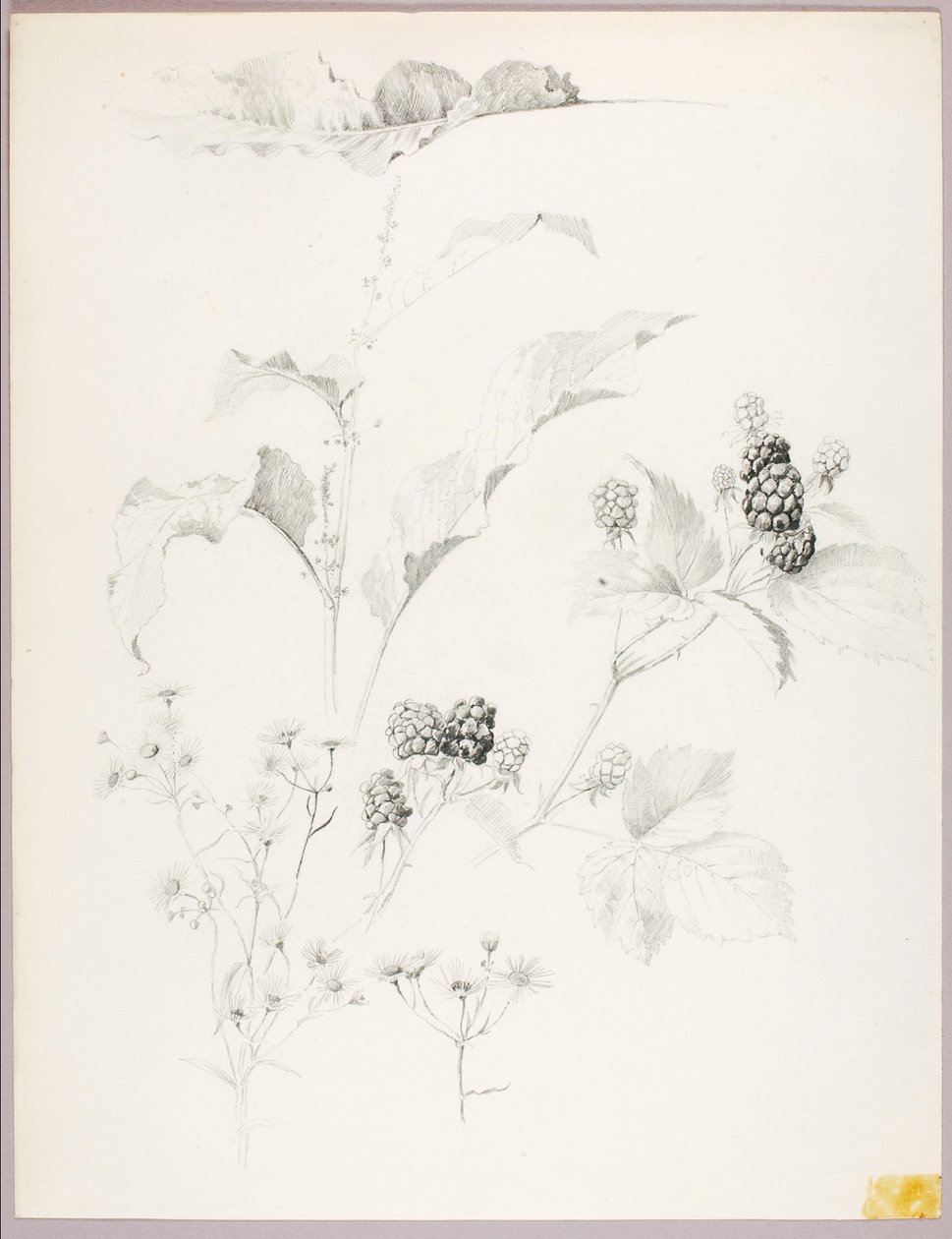 Utan titel (Tusenskönor och björnbär) av George Elbert Burr
