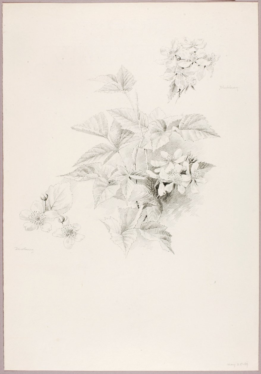 Utan titel (Dewberry och Blackberry) av George Elbert Burr
