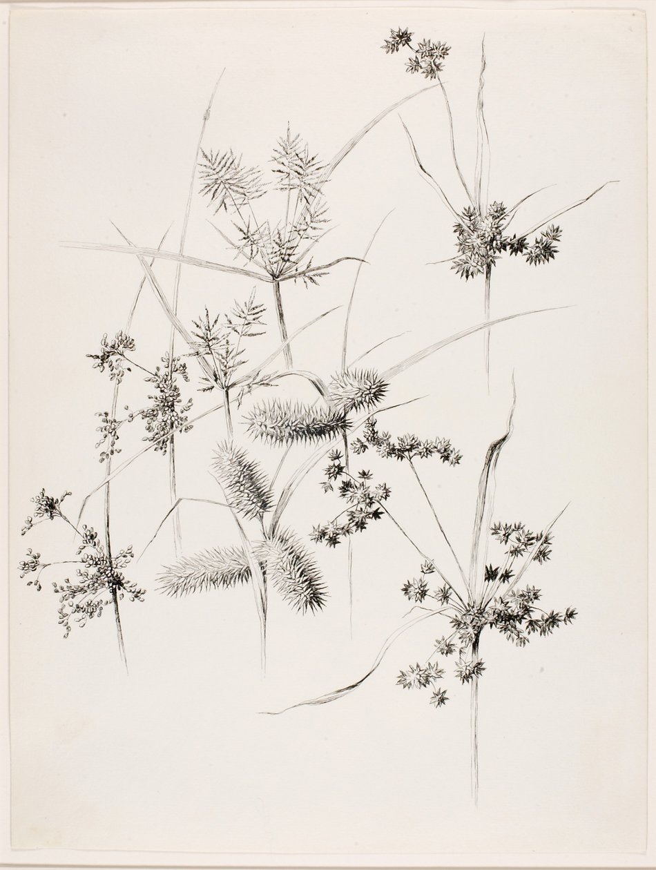 Utan titel (starrgräs) av George Elbert Burr