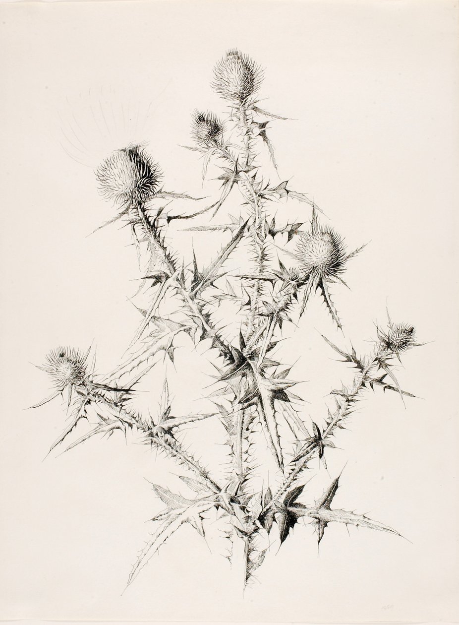 Utan titel (Thistle) av George Elbert Burr