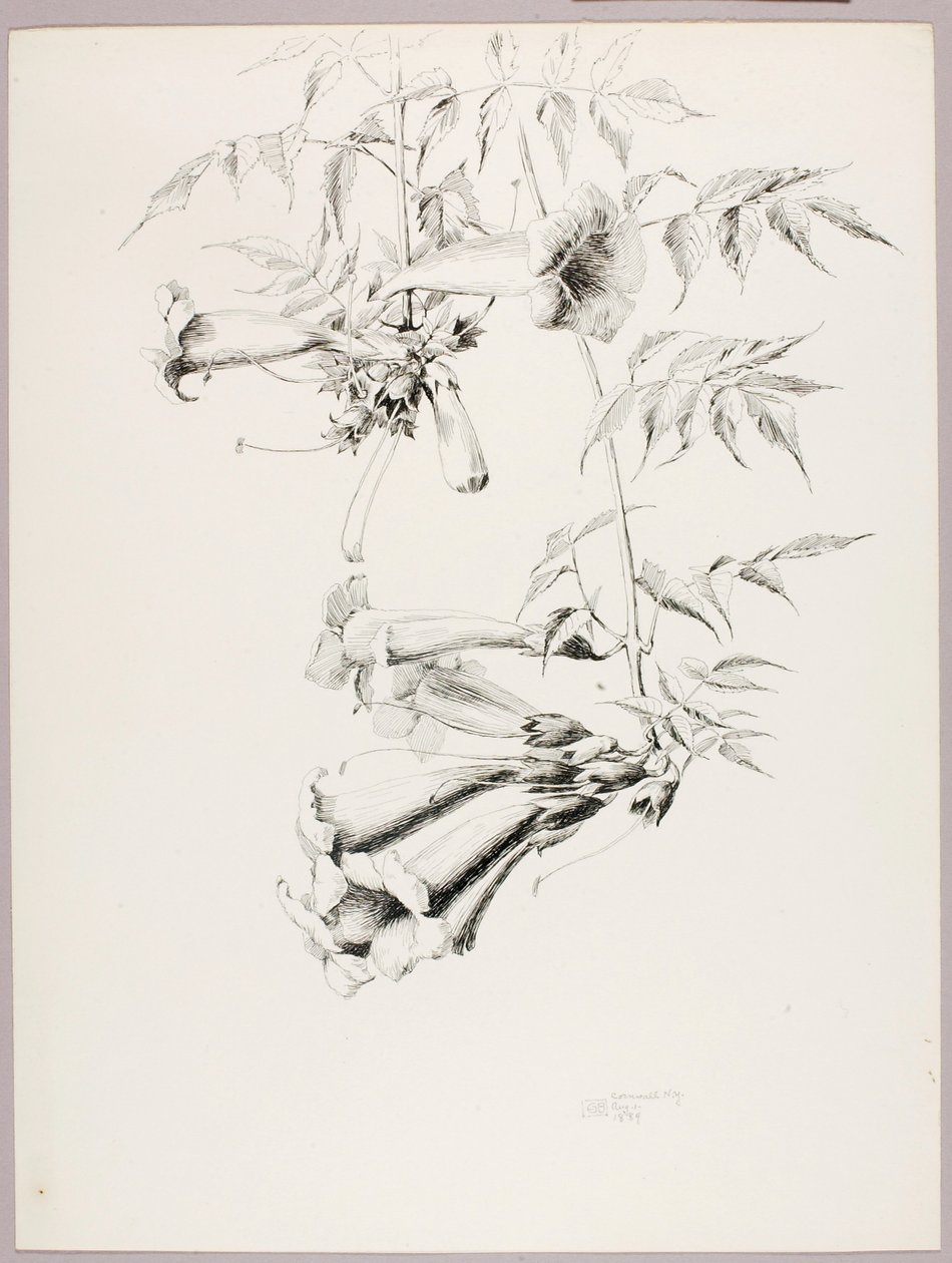 Utan titel (Trumpet Vine) av George Elbert Burr