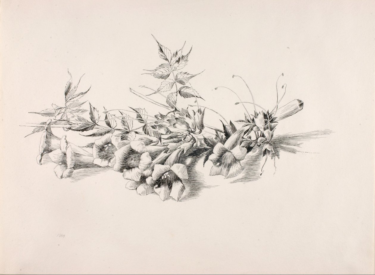 Utan titel (Trumpetvin, Campsis Radicans) av George Elbert Burr