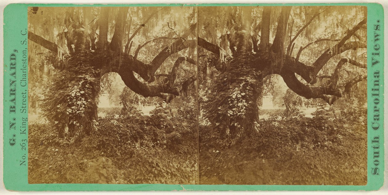 [Live Oaks, Magnolia-kyrkogården] av George N. Barnard