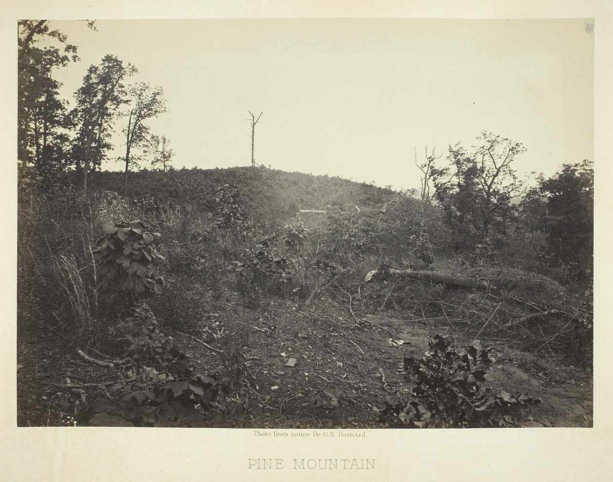 Pine Mountain av George N. Barnard
