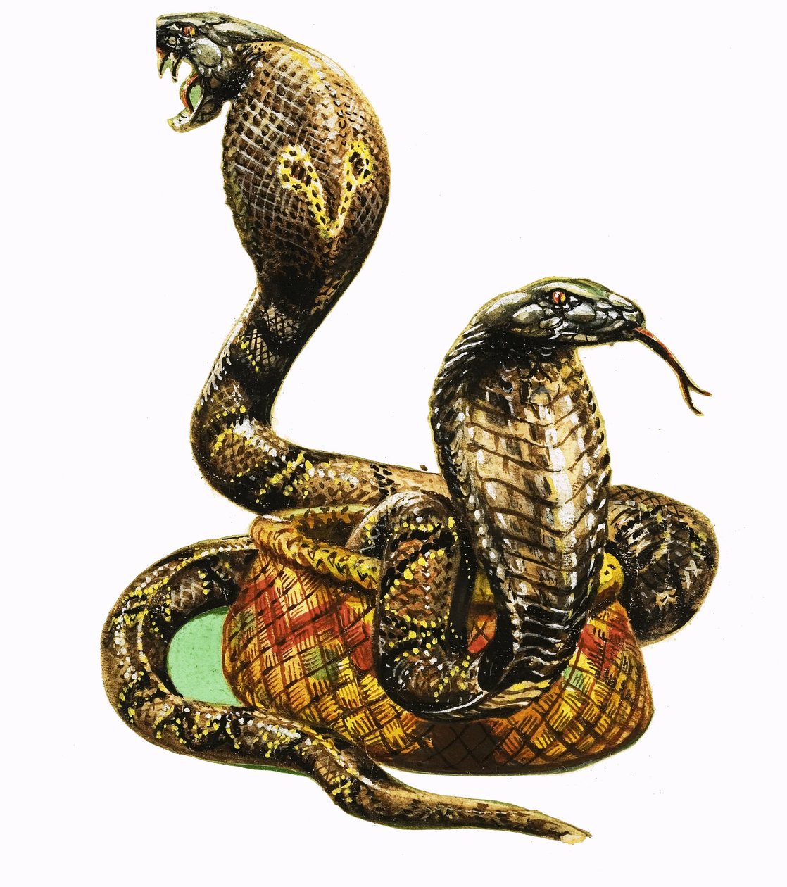 King Cobras av George R. Radcliffe