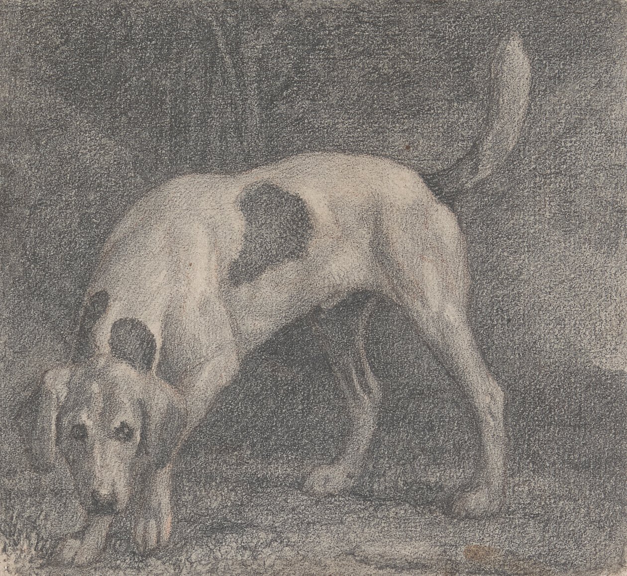 En Foxhound på doften av George Stubbs