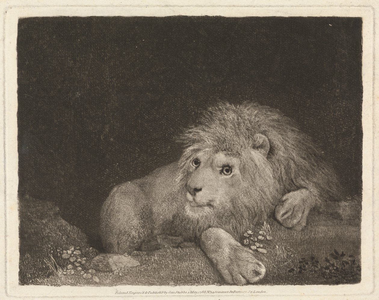Ett lejon [Ett liggande lejon] av George Stubbs