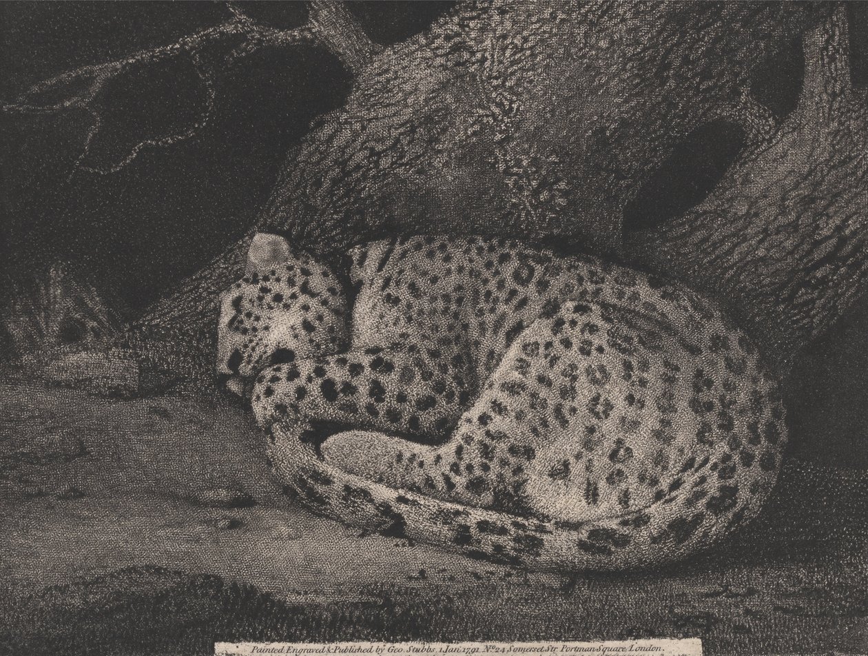 En sovande leopard av George Stubbs