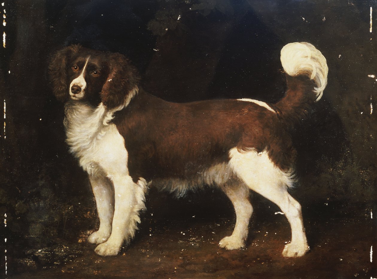 En spaniel i ett landskap, 1784 av George Stubbs