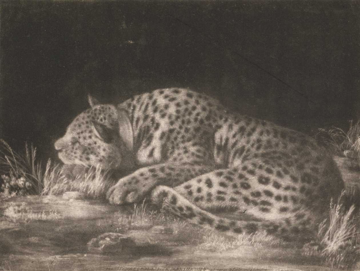 En Tyger (sovande leopard) av George Stubbs