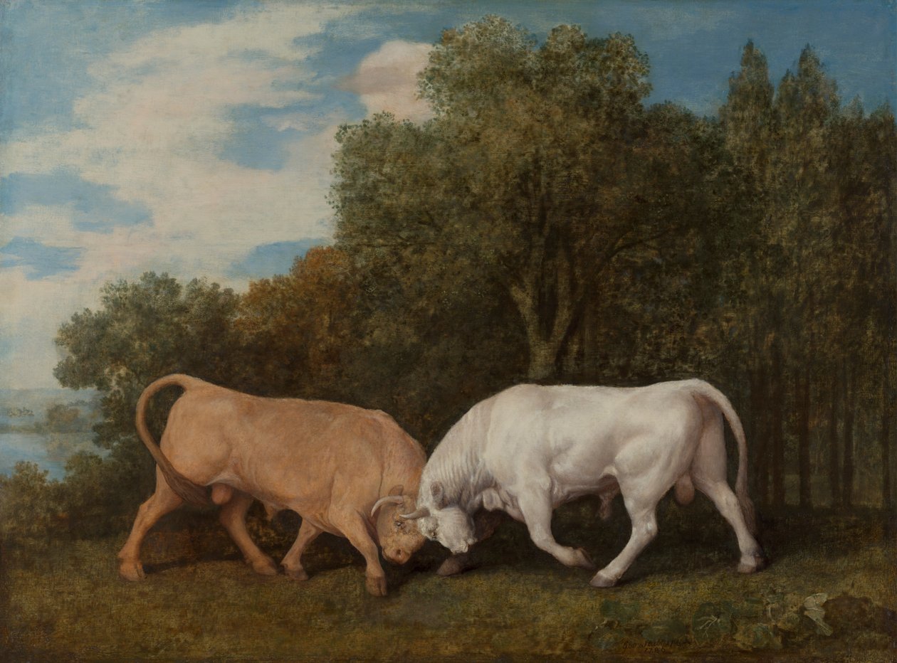 Tjurfäktning av George Stubbs