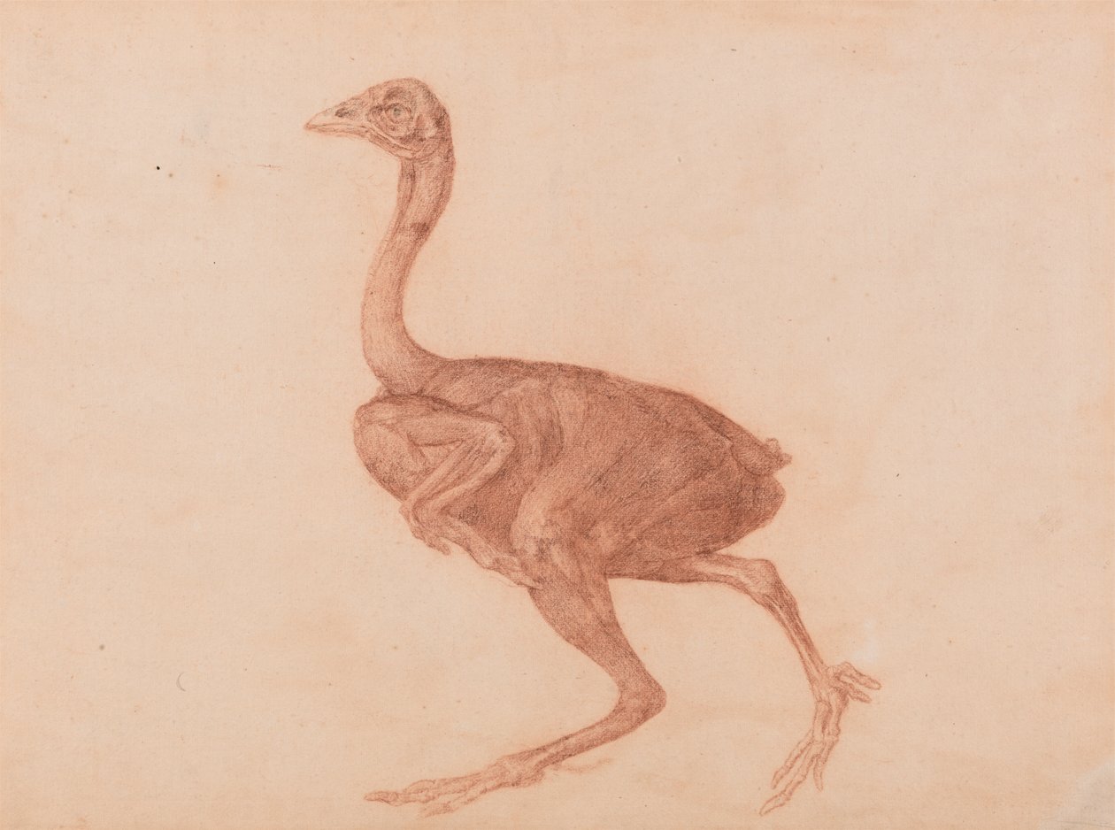 Dorking höna, sidovy av George Stubbs