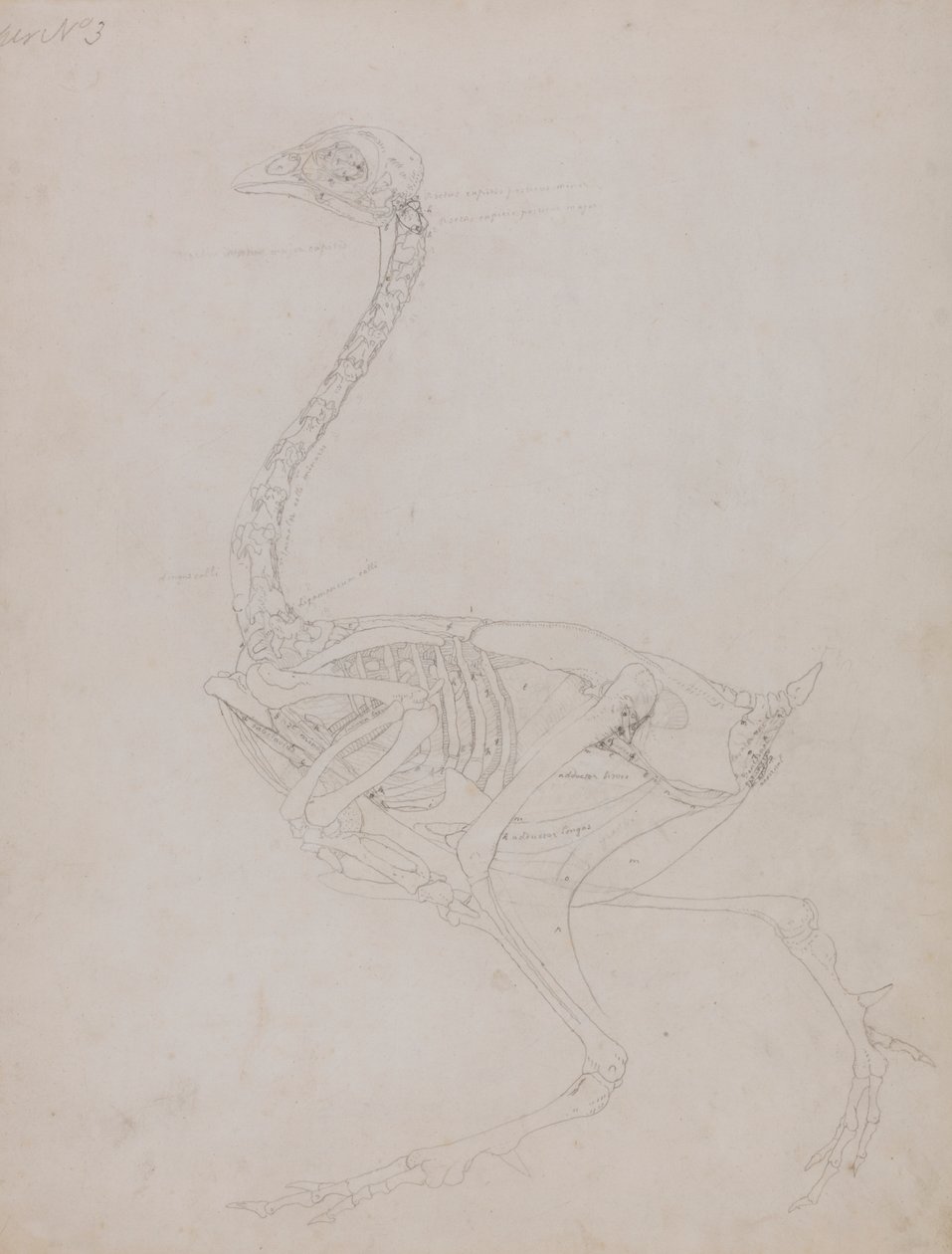 Fågelkropp, sidovy av George Stubbs