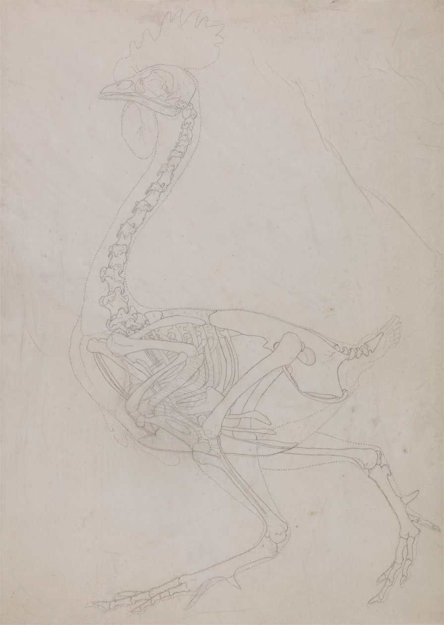 swedish av George Stubbs