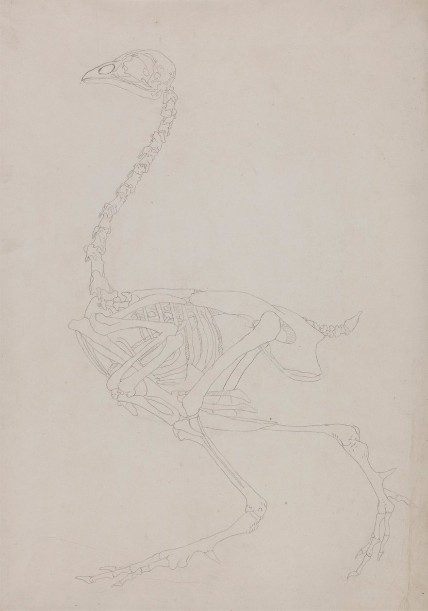 Fågelskelett, sidovy av George Stubbs