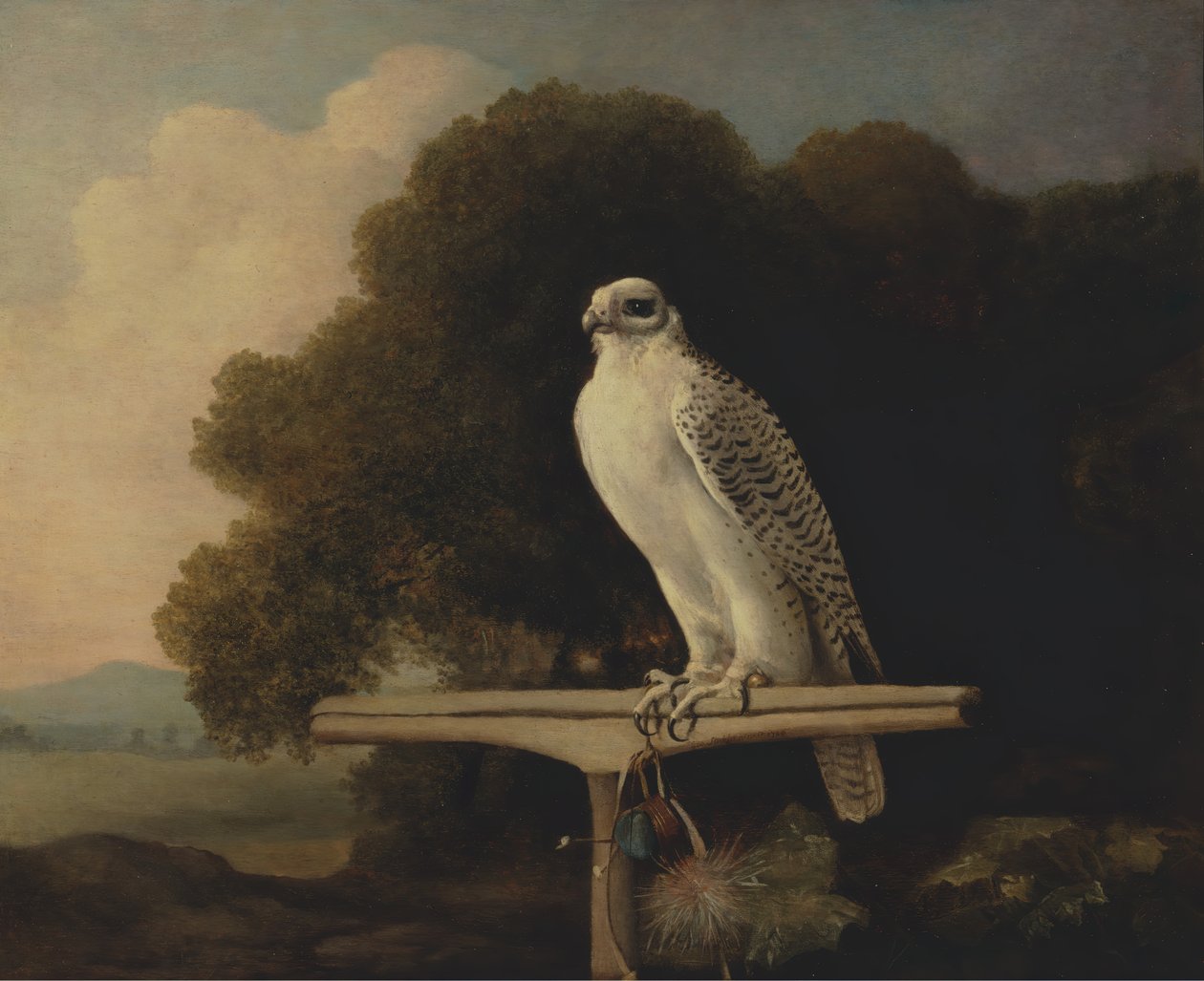 Grönlandsfalk, Gyrfalk, 1780. av George Stubbs