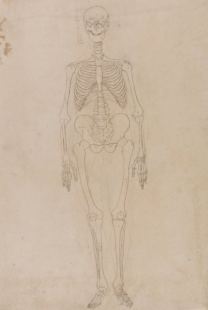 Mänskligt skelett, framifrån av George Stubbs