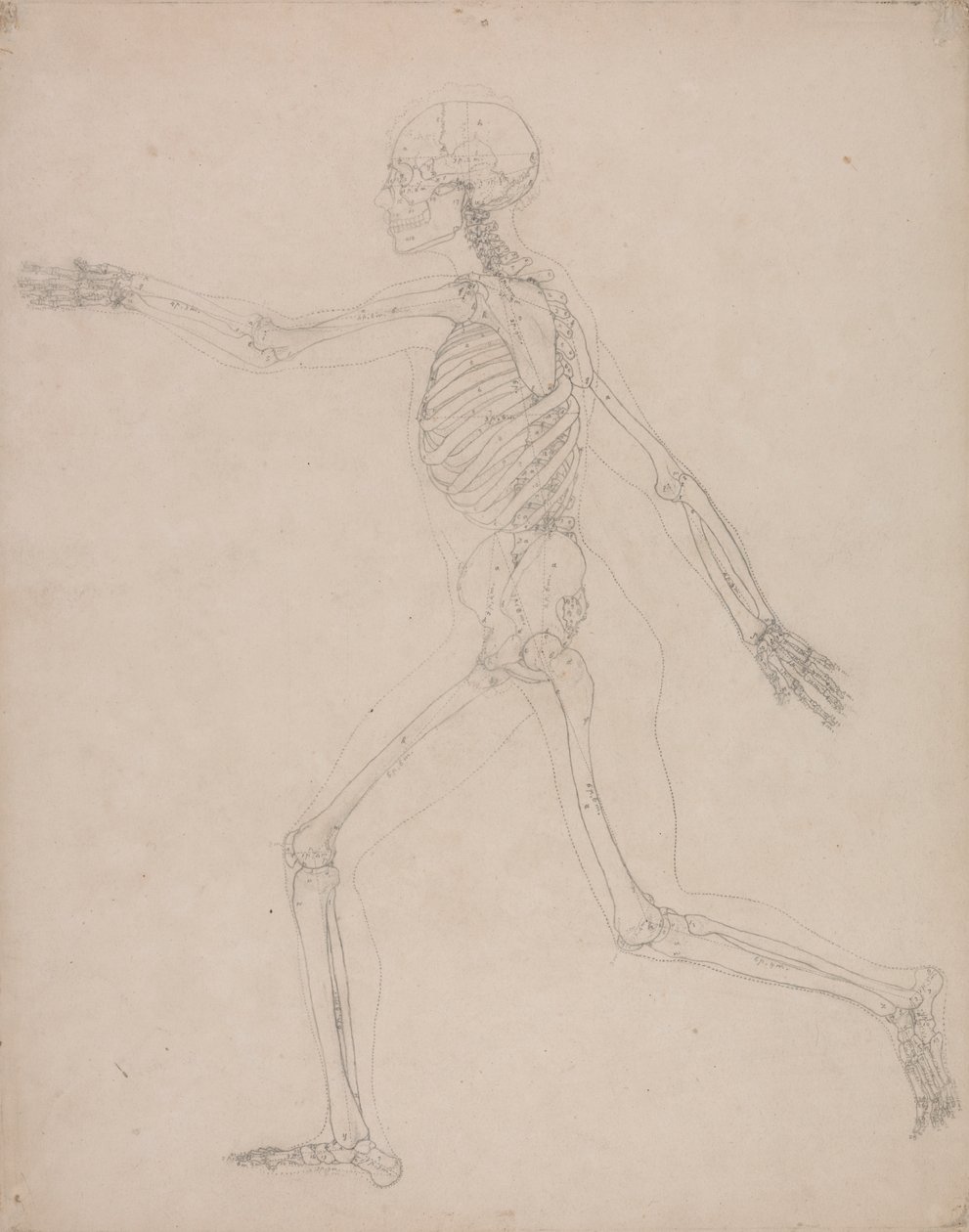 Mänskligt skelett, sidovy av George Stubbs