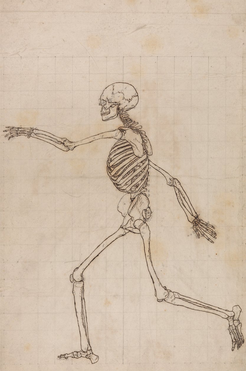 Mänskligt skelett, sidovy av George Stubbs