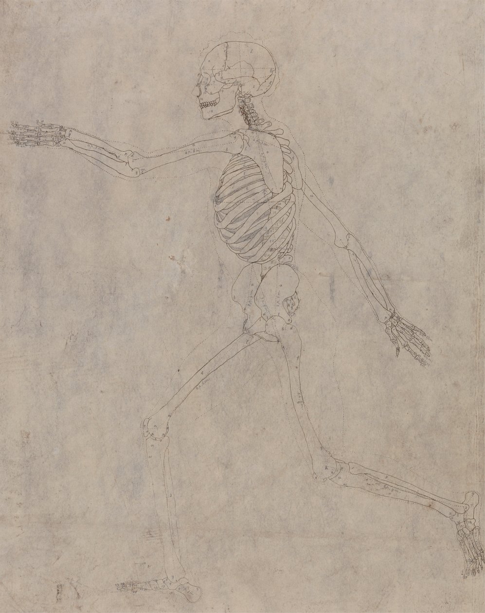 Mänskligt skelett, sidovy av George Stubbs