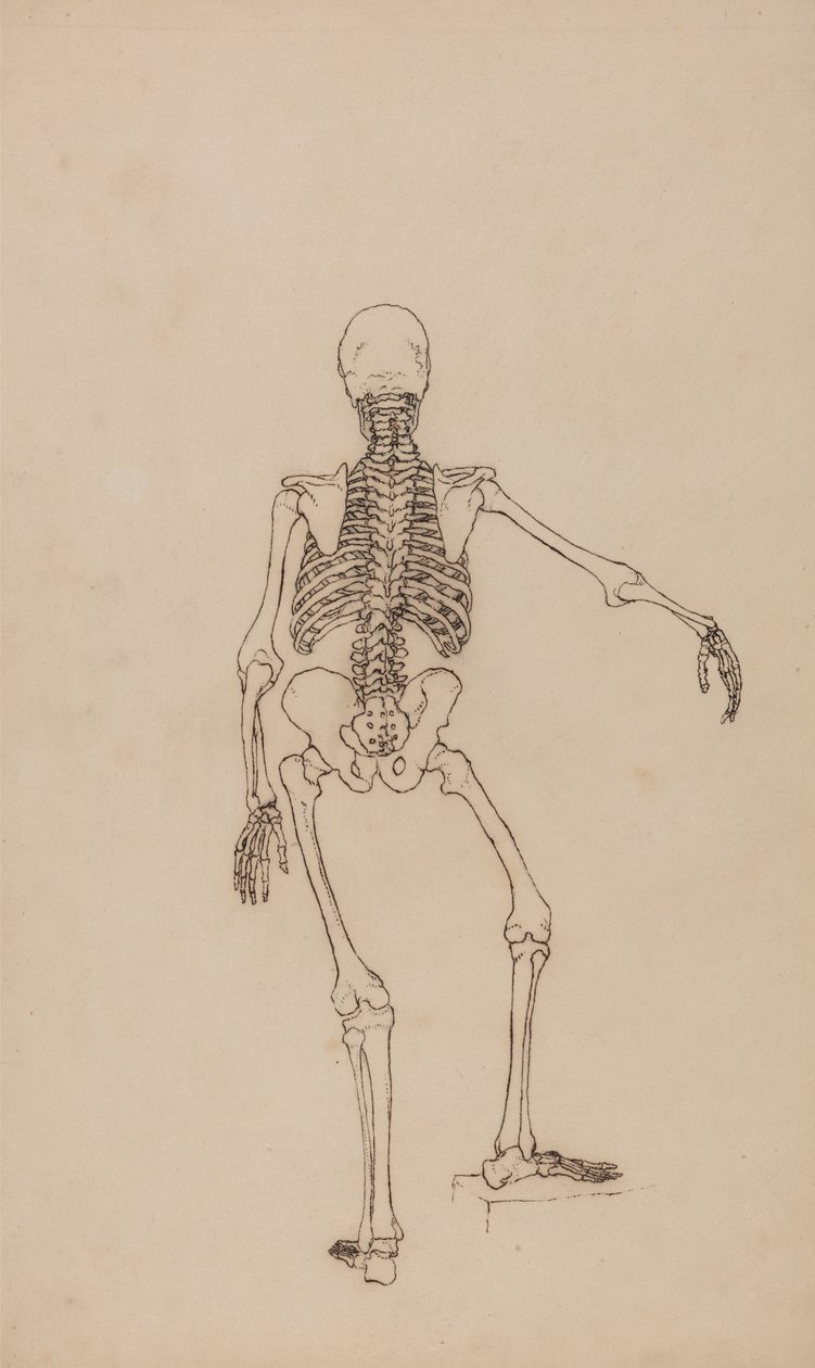 Mänskligt skelett, bakifrån av George Stubbs