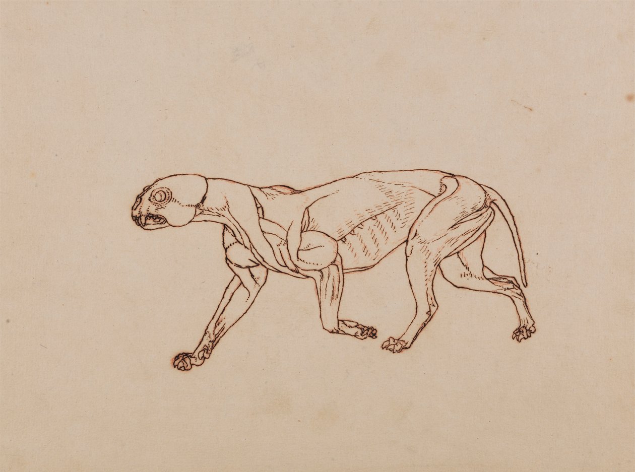 Leopardkropp, sidovy av George Stubbs
