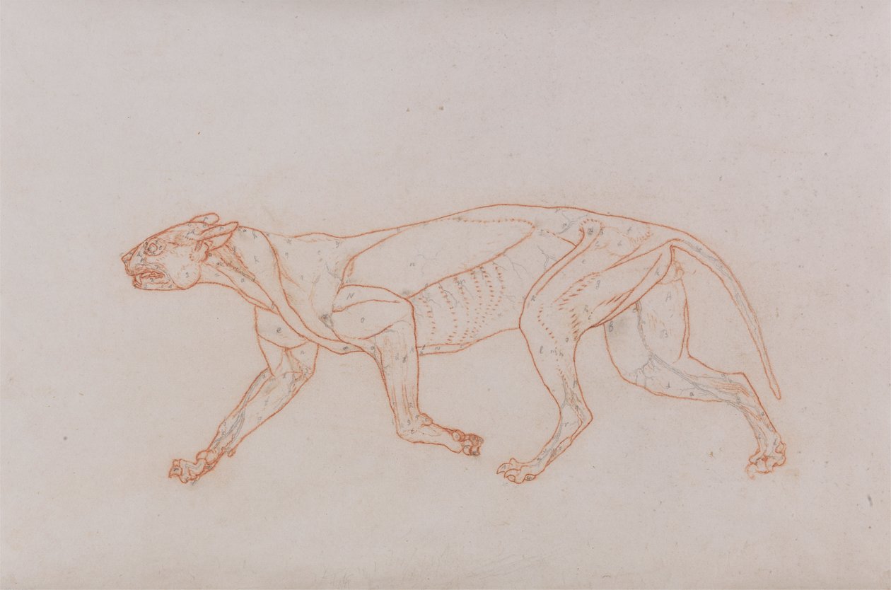 Leopardkropp, sidovy av George Stubbs
