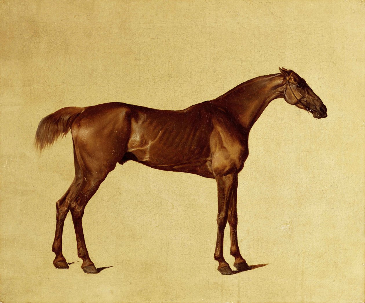 Rufus (olja på duk) av George Stubbs