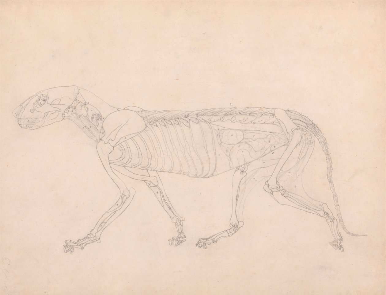 Tigerkropp, sidovy av George Stubbs