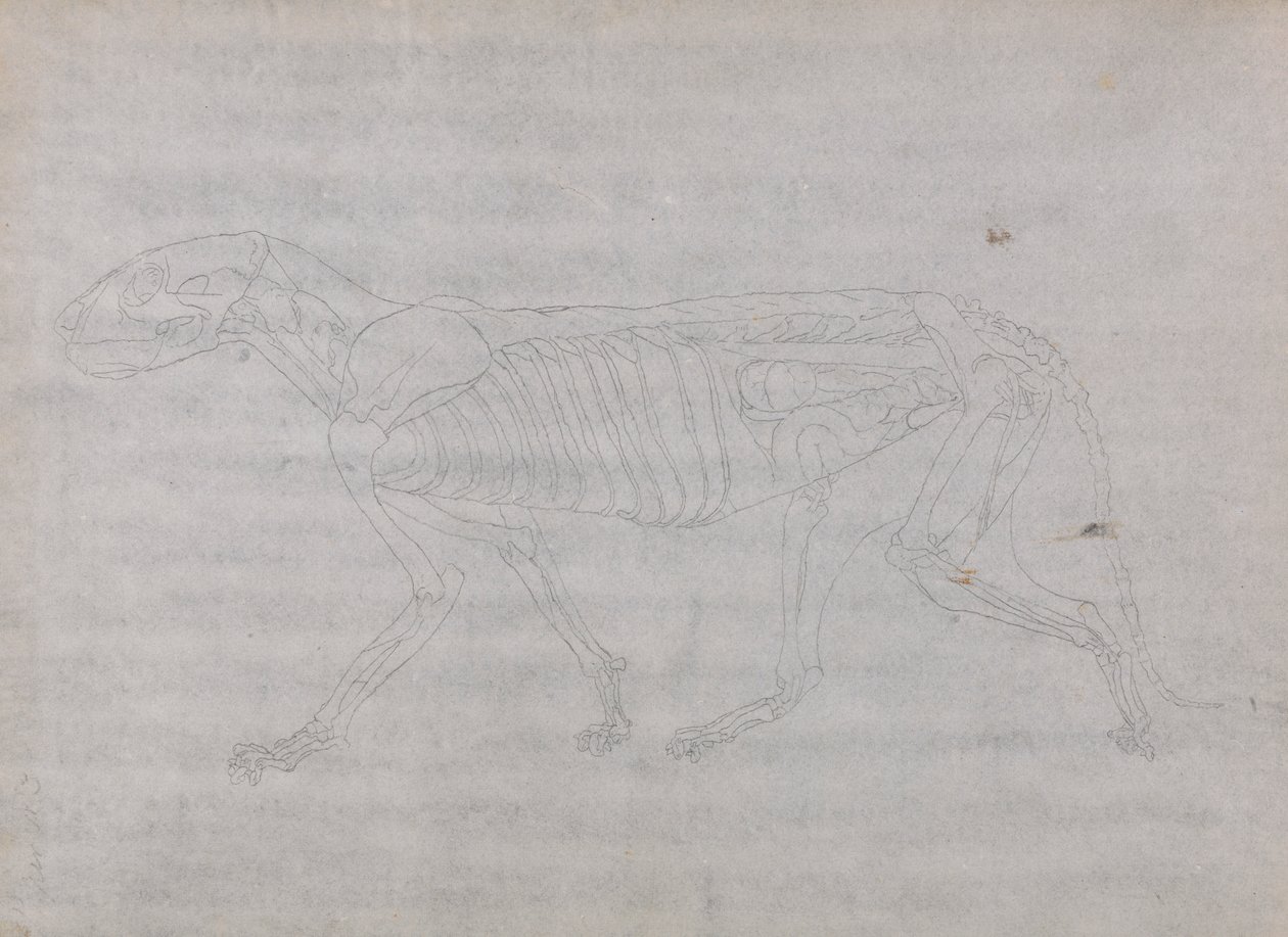 Tigerkropp, sidovy av George Stubbs