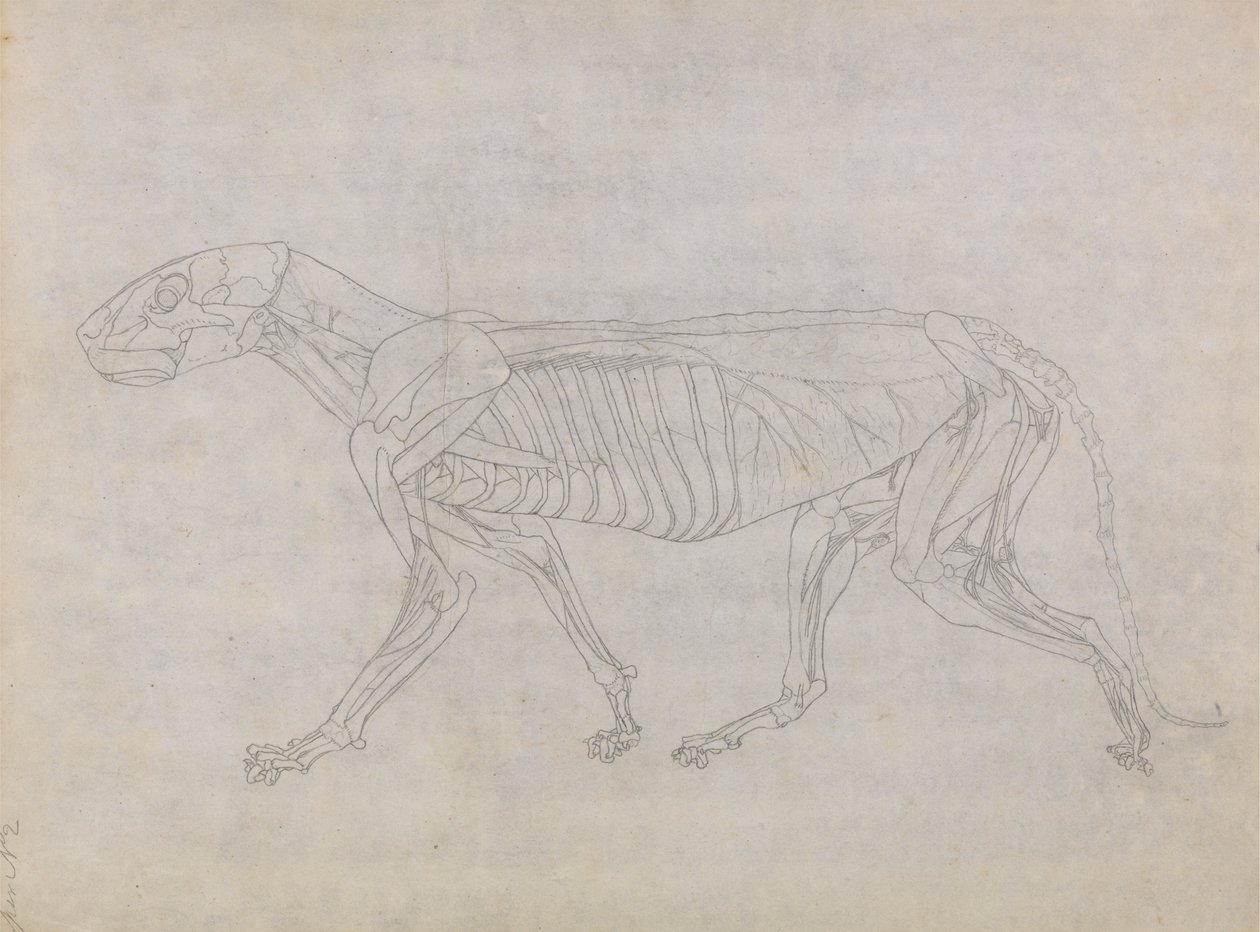 Tigerkropp, sidovy av George Stubbs