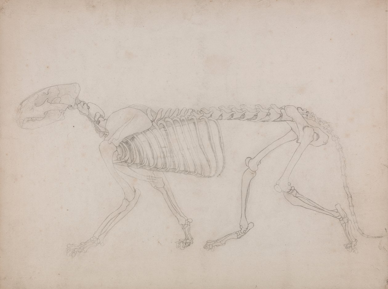 Tigerskelett, sidovy av George Stubbs