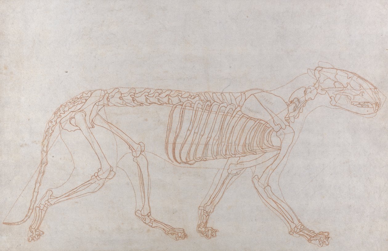 Tigerskelett, sidovy av George Stubbs