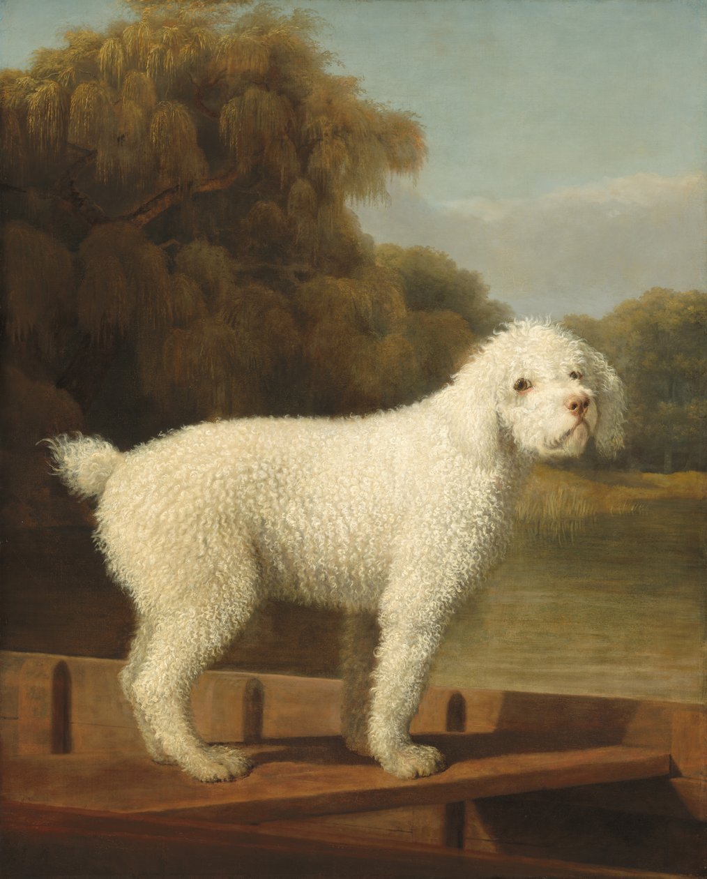 Vit pudel i en Punt av George Stubbs